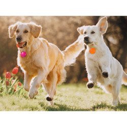 Κρεμαστό κολάρο LED μεταγιόν για σκύλο ή γάτας